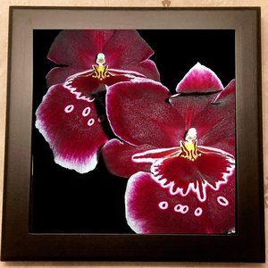 Ceramic Tile Trivet - High gloss - Miltonia Orchid